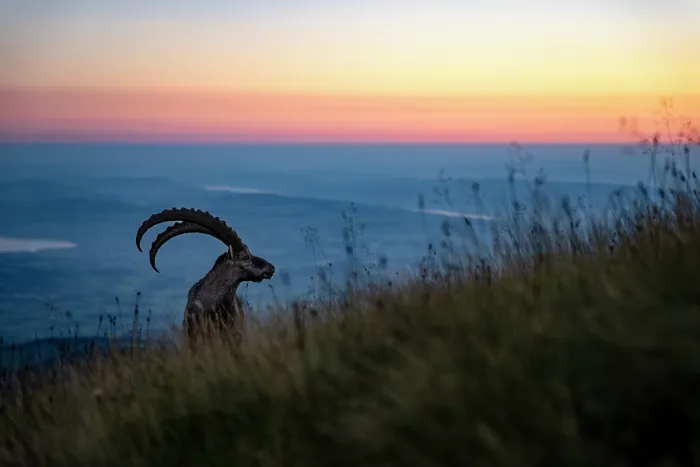 Framed Print : Ibex (Capra ibex) male standing on mountainside at sunset Lucerne, Switzerland. August