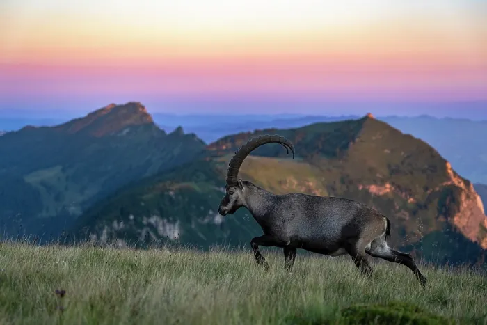 Framed Print : Ibex (Capra ibex) male, walking across grassland in the mountains at dawn, Lucerne, Switzerland. August Framed Print : Ibex (Capra ibex) male, walking across grassland in the mountains at dawn, Lucerne, Switzerland. August