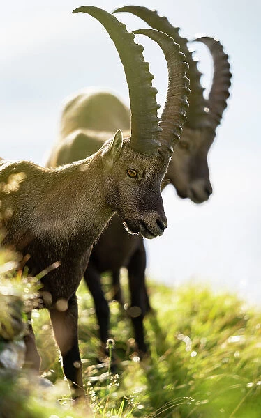 Two Ibex (Capra ibex) males, standing on hillside, Lucerne, Switzerland. August