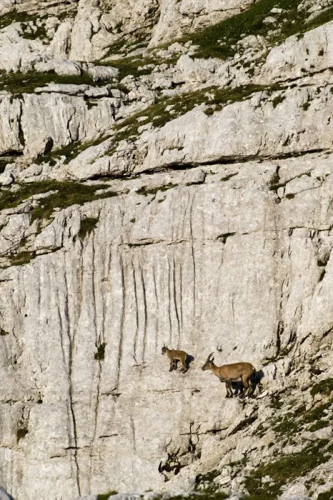 Framed Print : Ibex (Capra ibex) mother ad kid climbing on rock face, Triglav National Park, Julian Alps Framed Print : Ibex (Capra ibex) mother ad kid climbing on rock face, Triglav National Park, Julian Alps