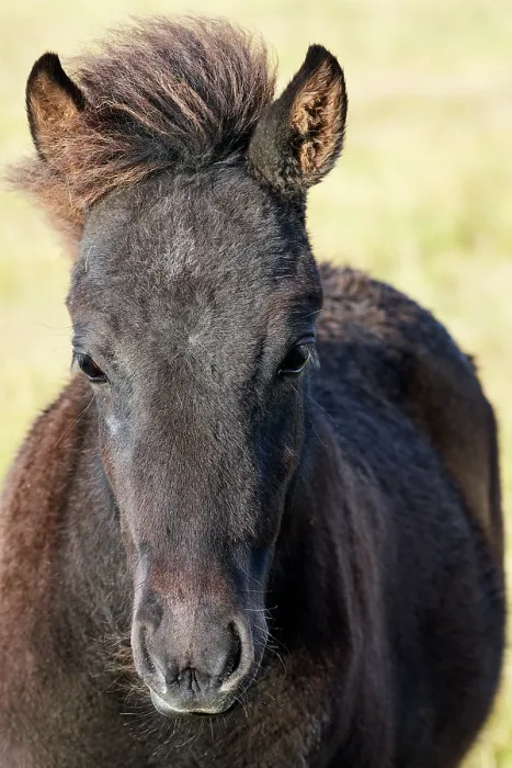 Framed Print : Icelandic horse (Equus caballus) foal, head portrait, Iceland. September Framed Print : Icelandic horse (Equus caballus) foal, head portrait, Iceland. September