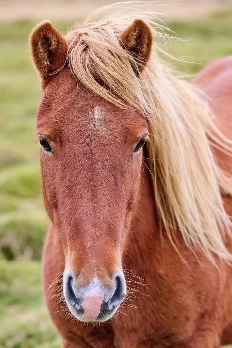 Framed Print : Icelandic horse (Equus caballus) head portrait, Iceland. September