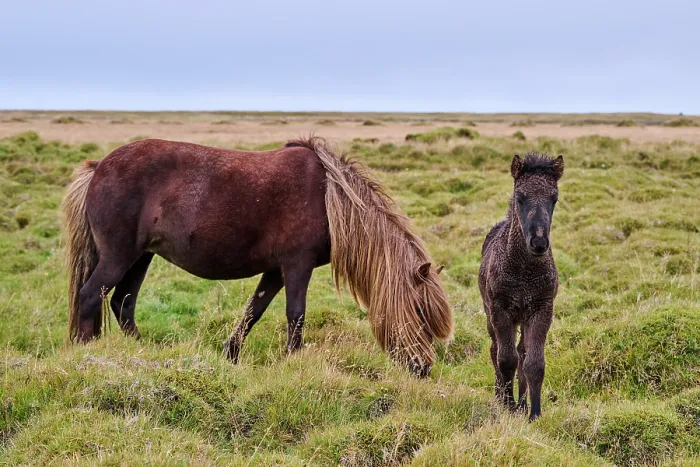 Framed Print : Icelandic horse (Equus caballus) mare and foal, standing on grassland, Iceland. September Framed Print : Icelandic horse (Equus caballus) mare and foal, standing on grassland, Iceland. September