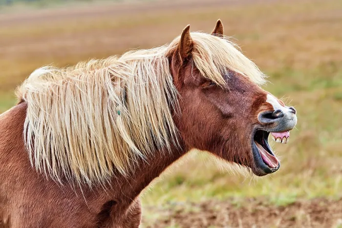 Framed Print : Icelandic horse (Equus caballus) yawning, head portrait, Iceland. September Framed Print : Icelandic horse (Equus caballus) yawning, head portrait, Iceland. September