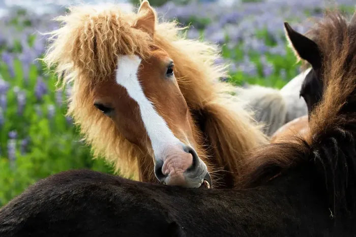 Framed Print : Icelandic horse nibbling on the back of another horse, southwest Iceland. June Framed Print : Icelandic horse nibbling on the back of another horse, southwest Iceland. June