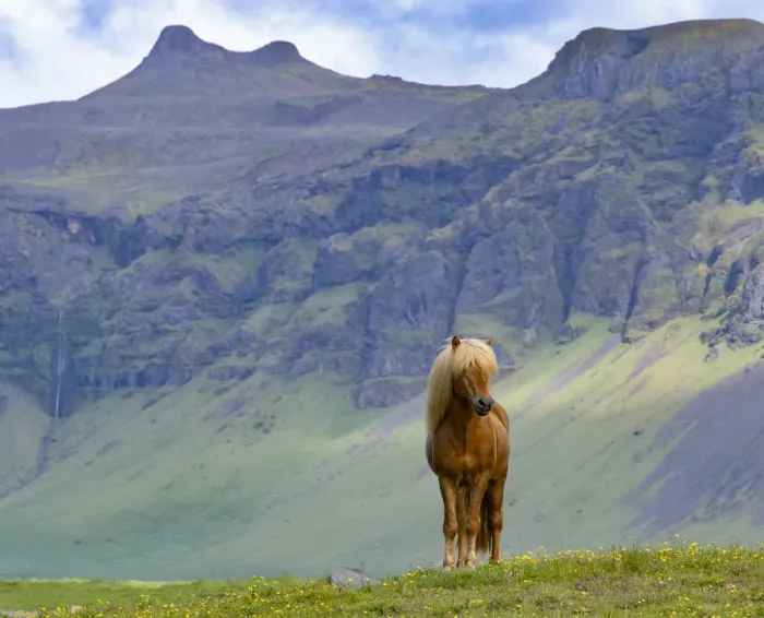 Framed Print : Icelandic horse standing in grassland, mountains in background. Southern Iceland. June Framed Print : Icelandic horse standing in grassland, mountains in background. Southern Iceland. June