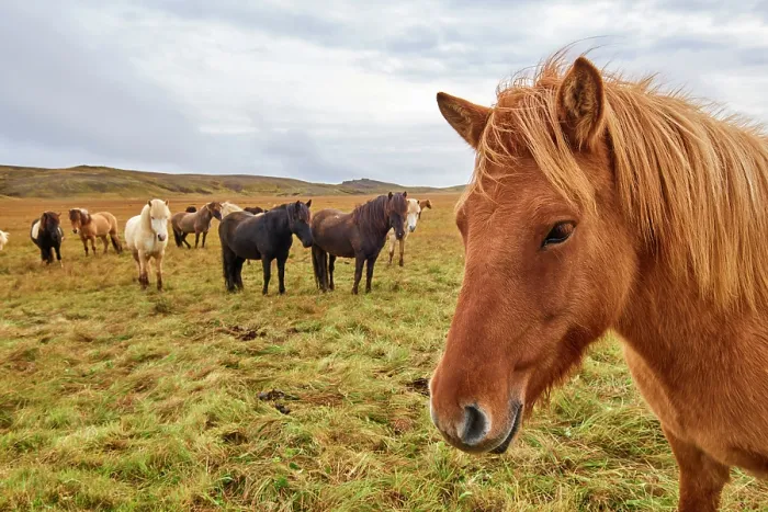 Framed Print : Icelandic horses (Equus caballus) herd standing on grassland, Iceland. September Framed Print : Icelandic horses (Equus caballus) herd standing on grassland, Iceland. September