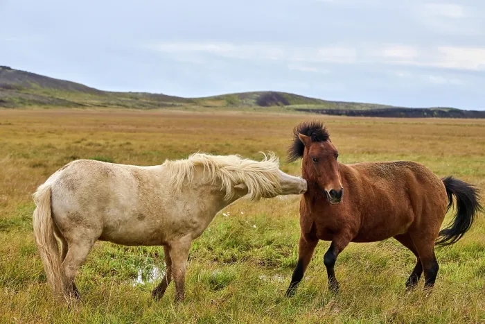Framed Print : Two Icelandic horses (Equus caballus) interacting on wet grassland, Iceland. September