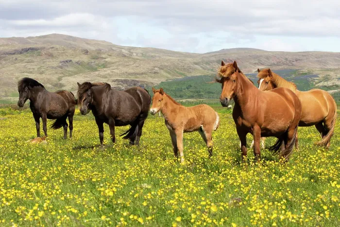 Framed Print : Icelandic horses in meadow of flowering buttercups (Ranunculus sp) southwest Iceland. June Framed Print : Icelandic horses in meadow of flowering buttercups (Ranunculus sp) southwest Iceland. June