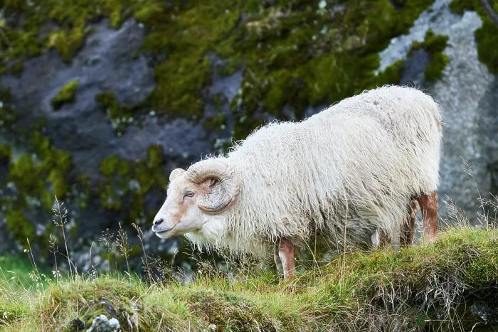 Framed Print : Icelandic sheep (Ovis aries) ram standing on hillside, portrait, Iceland. September Framed Print : Icelandic sheep (Ovis aries) ram standing on hillside, portrait, Iceland. September