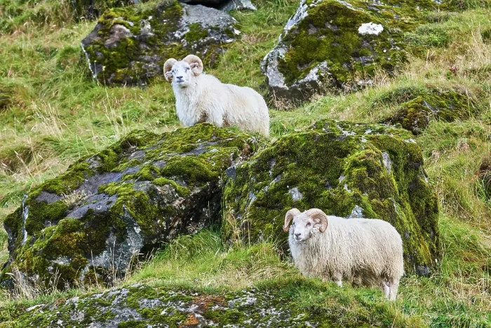 Framed Print : Two Icelandic sheep (Ovis aries) rams standing on hillside, portrait, Iceland. September Framed Print : Two Icelandic sheep (Ovis aries) rams standing on hillside, portrait, Iceland. September