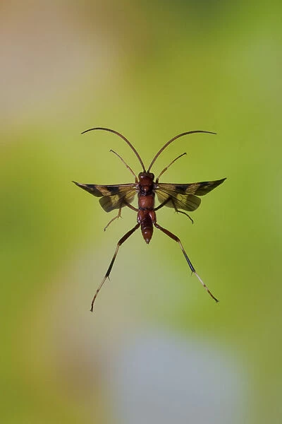 Ichneumon wasp (Compsocryptus sp. ?) in flight, Williamson county, Texas, USA, November