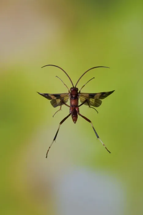 Framed Print : Ichneumon wasp (Compsocryptus sp. ?) in flight, Williamson county, Texas, USA, November Framed Print : Ichneumon wasp (Compsocryptus sp. ?) in flight, Williamson county, Texas, USA, November