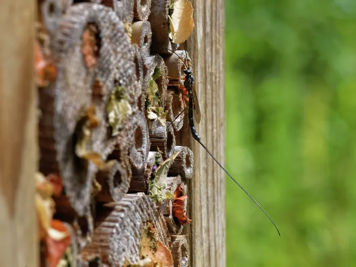 Framed Print : Ichneumon wasp (Ephialtes manifestator) female visiting an insect hotel with several potential hosts nests of solitary wasps and bees, Wiltshire, England, UK. August Framed Print : Ichneumon wasp (Ephialtes manifestator) female visiting an insect hotel with several potential hosts nests of solitary wasps and bees, Wiltshire, England, UK. August