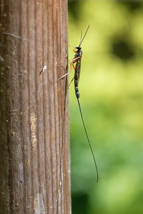 Framed Print : Ichneumon wasp (Ephialtes manifestator) female, resting on an insect hotel, Wiltshire, England, UK. August Framed Print : Ichneumon wasp (Ephialtes manifestator) female, resting on an insect hotel, Wiltshire, England, UK. August