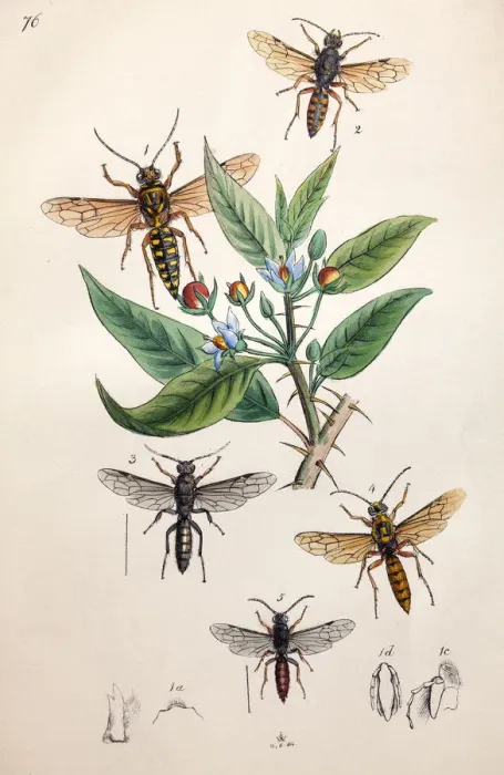 Framed Print : Illustration of Hornets and Wasps, from Arcana entomologica, or, Illustrations of new Framed Print : Illustration of Hornets and Wasps, from Arcana entomologica, or, Illustrations of new