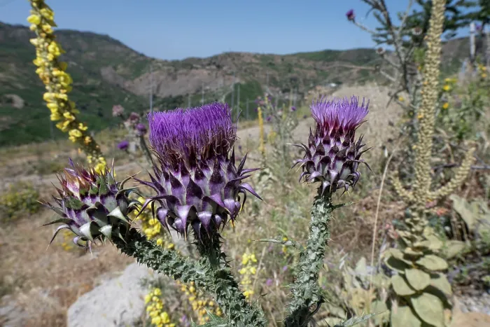 Framed Print : Illyrian thistle (Onopordum illyricum) in flower, Apromonte National Park, Calabria, Italy. June Framed Print : Illyrian thistle (Onopordum illyricum) in flower, Apromonte National Park, Calabria, Italy. June