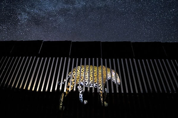 An image of a wild Jaguar (Panthera onca) is symbolically projected on to a section of the US-Mexico border wall. Jaguars have disappeared from the US in the last century, mostly due to habitat loss and control programs intended to protect livestock