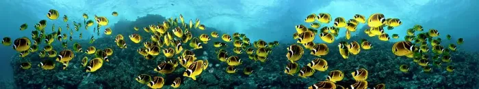 Framed Print : Five images of schooling Raccoon Butterflyfish (Chaetodon lunula) digitally combined for this panorama photograph. Lanai, Hawaii Framed Print : Five images of schooling Raccoon Butterflyfish (Chaetodon lunula) digitally combined for this panorama photograph. Lanai, Hawaii