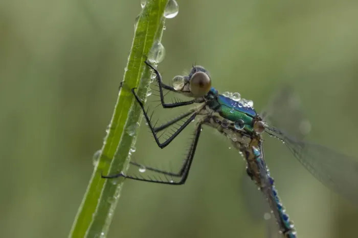 Framed Print : Imature male Emerald damselfly (Lestes sponsa) on leaf covered in water droplets