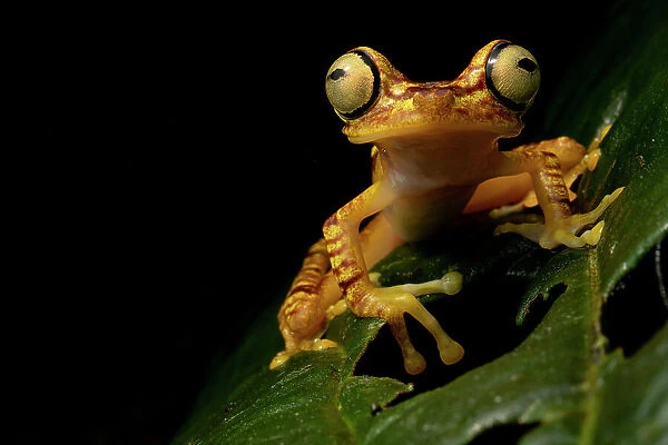 Imbabura tree frog (Boana picturata) restin on a leaf at night, Mashpi, Pichincha, Ecuador