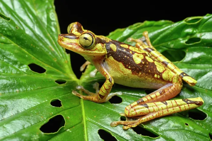 Framed Print : Imbabura tree frog (Boana picturata) resting on a leaf in rainforest understorey, Choco forest, western Andean slope, Ecuador Framed Print : Imbabura tree frog (Boana picturata) resting on a leaf in rainforest understorey, Choco forest, western Andean slope, Ecuador