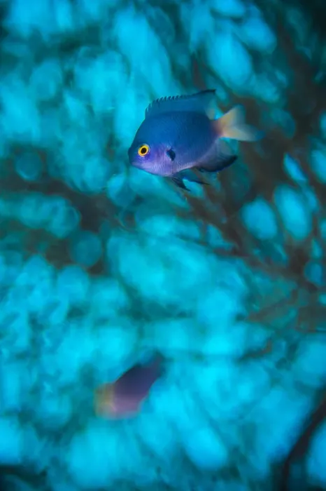 Framed Print : Imitator damselfish (Pomacentrus imitator) male, abstract in in front of a Black coral tree Framed Print : Imitator damselfish (Pomacentrus imitator) male, abstract in in front of a Black coral tree