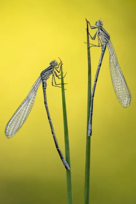 Framed Print : Immature common blue damselflies (Enallagma cyathigerum) resting on reeds, Broxwater Framed Print : Immature common blue damselflies (Enallagma cyathigerum) resting on reeds, Broxwater