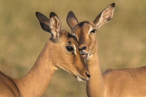 Impala (Aepyceros melampus) allo-grooming, iMfolozi game reserve, KwaZulu-Natal, South Africa