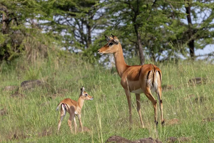 Framed Print : Impala (Aepyceros melampus) female standing alert next to calf, Masai Mara National Reserve, Kenya Framed Print : Impala (Aepyceros melampus) female standing alert next to calf, Masai Mara National Reserve, Kenya