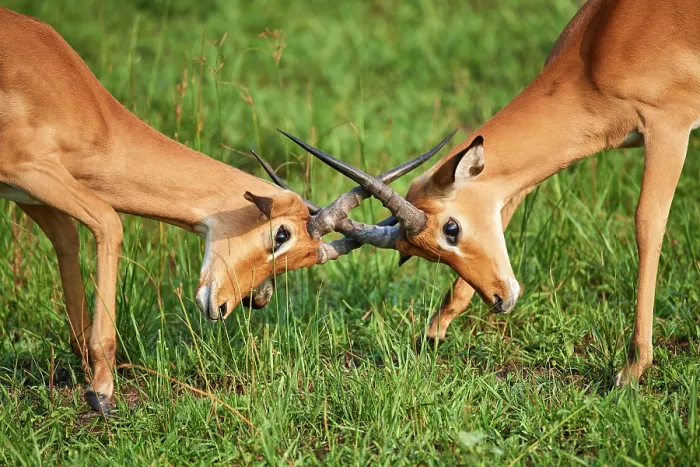 Framed Print : Two Impala (Aepyceros melampus) juvenile males, play fighting, Akagera National Park, Rwanda Framed Print : Two Impala (Aepyceros melampus) juvenile males, play fighting, Akagera National Park, Rwanda