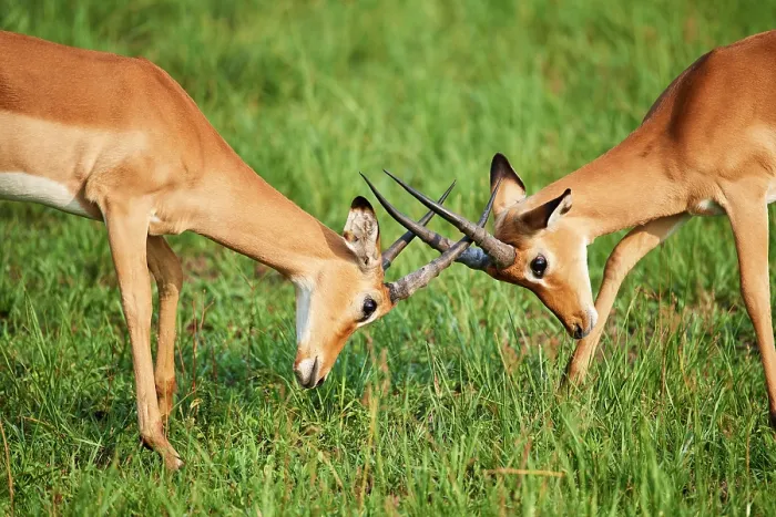 Framed Print : Two Impala (Aepyceros melampus) juvenile males, play fighting, Akagera National Park, Rwanda