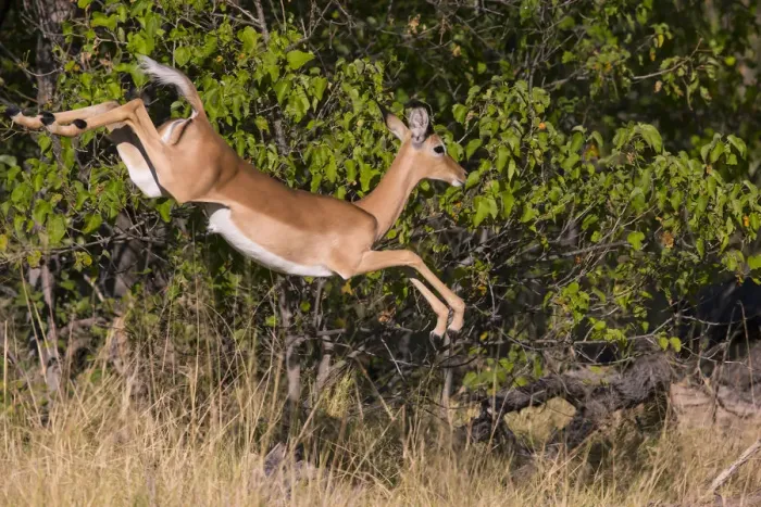 Framed Print : Impala (Aepyceros melampus) leaping, Little Kwara, Botswana June