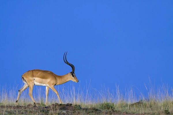 Impala (Aepyceros melampus) male, Masai-Mara Game Reserve, Kenya