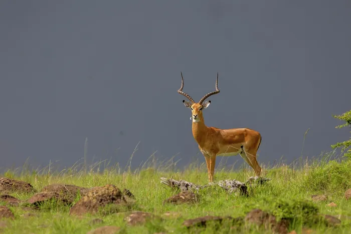 Framed Print : Impala (Aepyceros melampus) male, feeding on grassland under a dark sky, Masai Mara National Reserve, Kenya Framed Print : Impala (Aepyceros melampus) male, feeding on grassland under a dark sky, Masai Mara National Reserve, Kenya