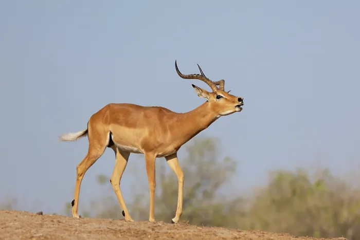 Framed Print : Impala (Aepyceros melampus) male, roaring in territorial display, Chobe National Park, Botswana