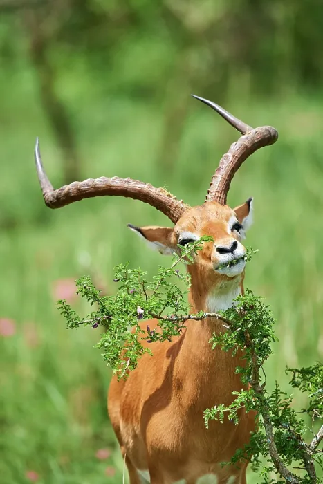 Framed Print : Impala (Aepyceros melampus) male, feeding on leaves, Akagera National Park, Rwanda