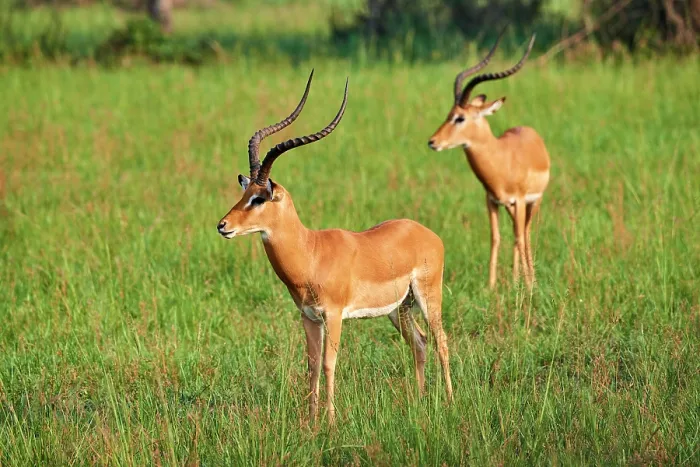 Framed Print : Two Impala (Aepyceros melampus) males, standing in grassland, Akagera National Park, Rwanda Framed Print : Two Impala (Aepyceros melampus) males, standing in grassland, Akagera National Park, Rwanda