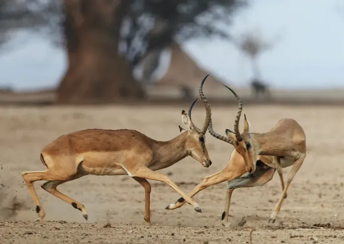 Framed Print : Impala (Aepyceros melampus) two males fighting, Mana Pools National Park, Zimbabwe Framed Print : Impala (Aepyceros melampus) two males fighting, Mana Pools National Park, Zimbabwe