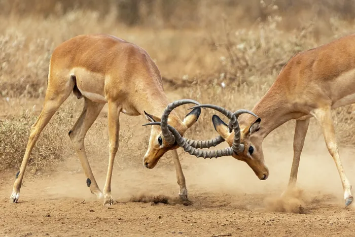 Framed Print : Two Impala (Aepyceros melampus) males fighting, Amboseli National Park, Kenya Framed Print : Two Impala (Aepyceros melampus) males fighting, Amboseli National Park, Kenya