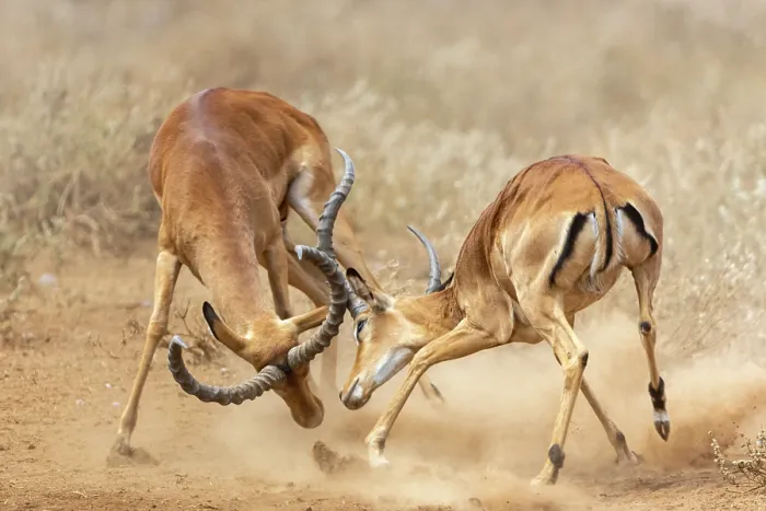 Framed Print : Two Impala (Aepyceros melampus) males fighting, Amboseli National Park, Kenya Framed Print : Two Impala (Aepyceros melampus) males fighting, Amboseli National Park, Kenya