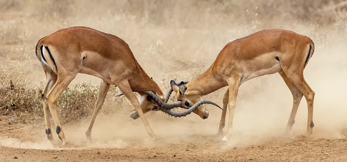 Framed Print : Two Impala (Aepyceros melampus) males fighting on dusty ground, Amboseli National Park, Kenya Framed Print : Two Impala (Aepyceros melampus) males fighting on dusty ground, Amboseli National Park, Kenya