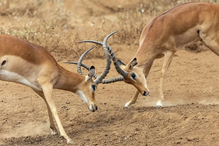 Framed Print : Two Impala (Aepyceros melampus) males fighting on dusty ground, Amboseli National Park, Kenya Framed Print : Two Impala (Aepyceros melampus) males fighting on dusty ground, Amboseli National Park, Kenya