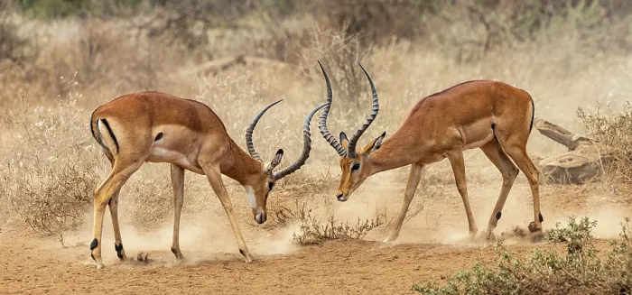 Framed Print : Two Impala (Aepyceros melampus) males fighting on dusty ground, Amboseli National Park, Kenya Framed Print : Two Impala (Aepyceros melampus) males fighting on dusty ground, Amboseli National Park, Kenya