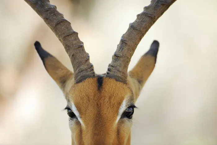 Framed Print : Impala antelope (Aepyceros melampus) close up of face, iMfolozi National Park, South Framed Print : Impala antelope (Aepyceros melampus) close up of face, iMfolozi National Park, South