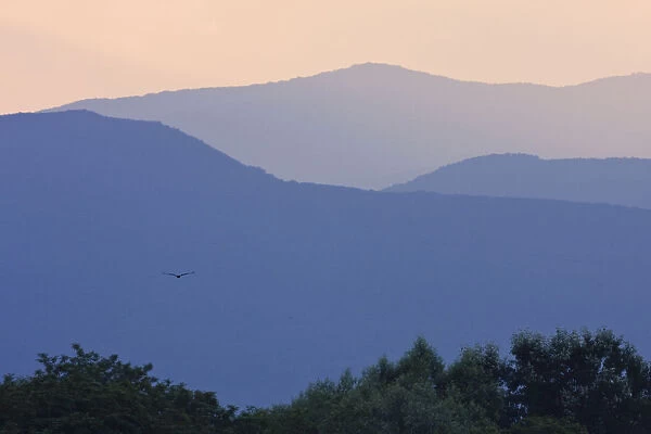 Imperial Eagle flying to the mountains east of Kosice, Slanske vrchy, Eastern Slovakia