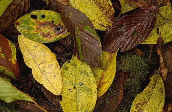 Imperial moth (Eacles sp) camouflaged in leaf litter, Mindo Cloud forest. Ecuador