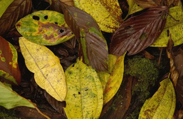Framed Print : Imperial moth (Eacles sp) camouflaged in leaf litter, Mindo Cloud forest. Ecuador Framed Print : Imperial moth (Eacles sp) camouflaged in leaf litter, Mindo Cloud forest. Ecuador