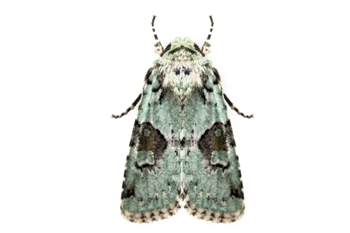 Framed Print : Implicit arches moth (Lacinipolia implicata) on white background, Tuscaloosa County Framed Print : Implicit arches moth (Lacinipolia implicata) on white background, Tuscaloosa County