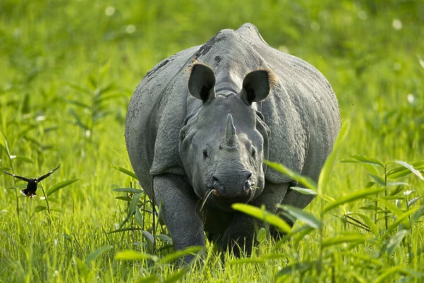 Indian  /  Asian one-horned rhinoceros (Rhinoceros unicornis) approaching, Kaziranga National Park
